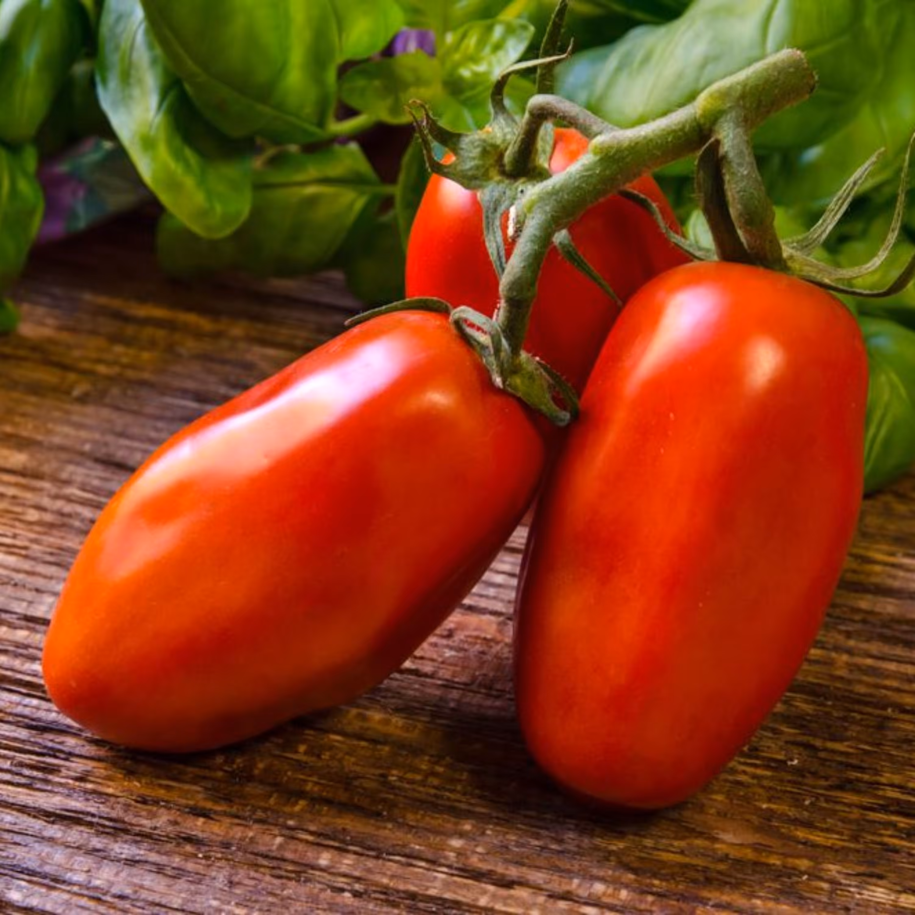 بذر گوجه موزی قرمز