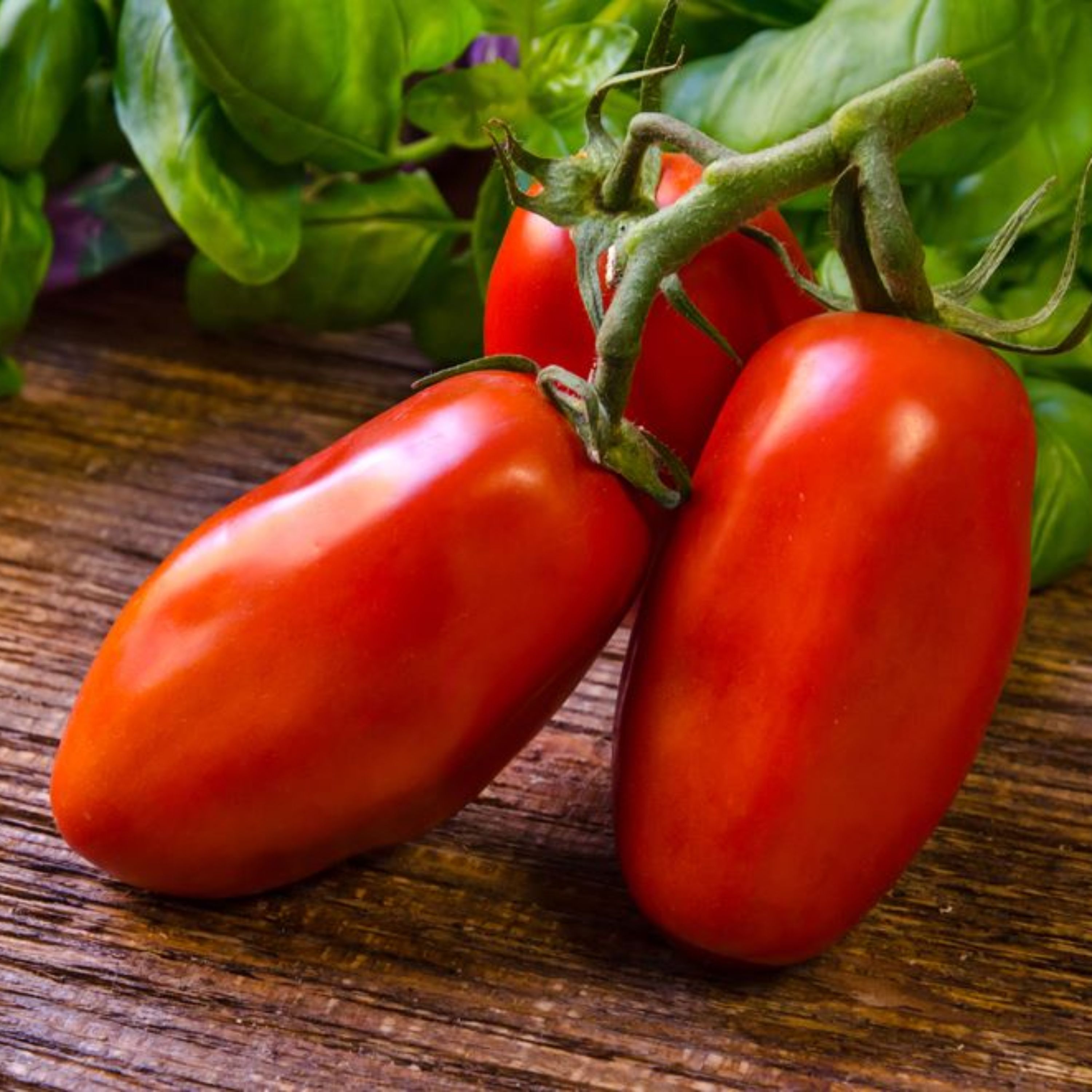 بذر گوجه موزی قرمز