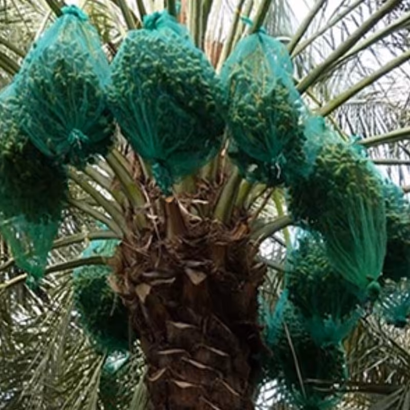 تور نخل70در90. بسته 10عددی عمده و خرده 