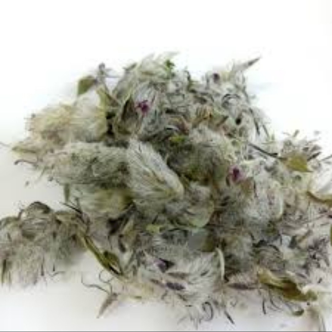 چای کوهی یا چای چوپان