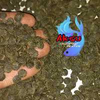غذای ماهی ویفر قرص اسپیرولینا 10 درصد پلکو و پلنت 100 گرمی