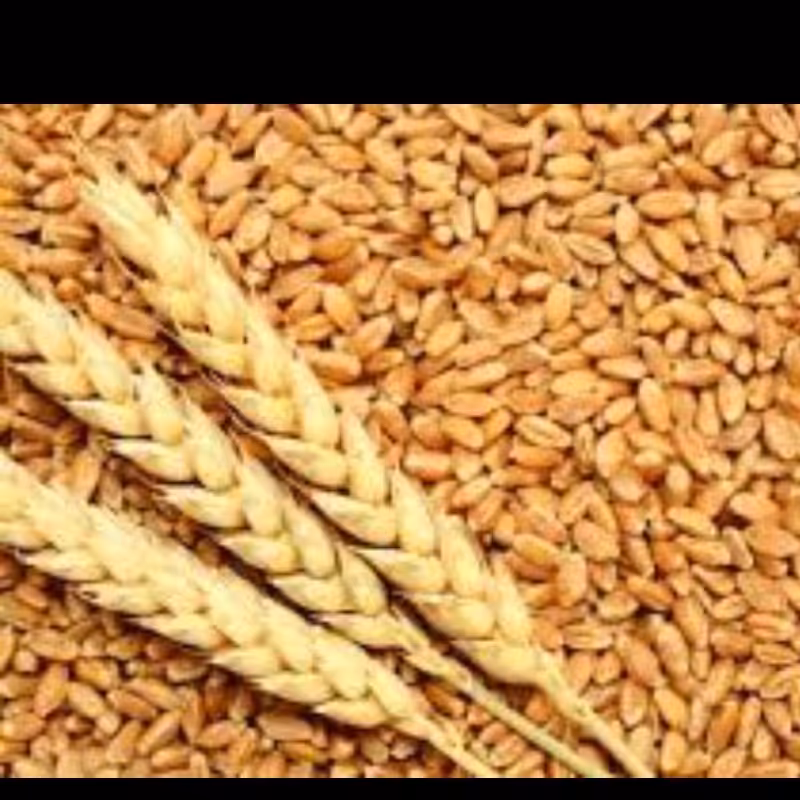 گندم 2000گرمی ارسال رایگان