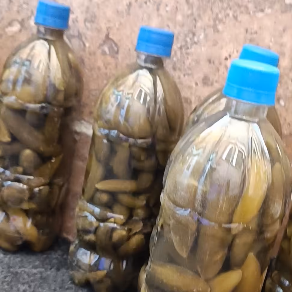 خیارشور ریز و خانگی