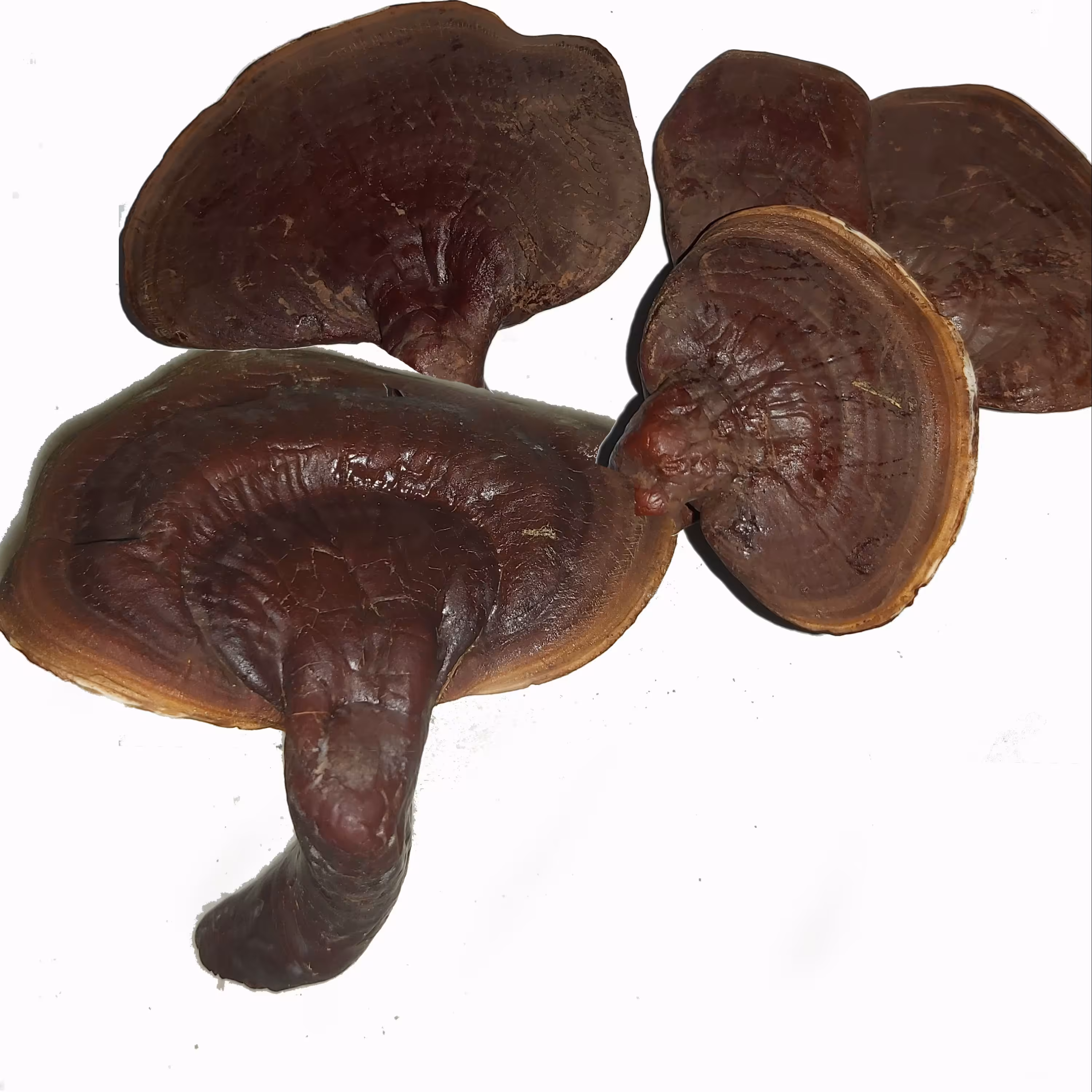 قارچ گانودرما لوسیدوم قرمز 500 گرمی سالم اصل و درجه 1