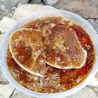  شهد وموم عسل شاخه ایی وحشی (حاج عبدالله بذری)