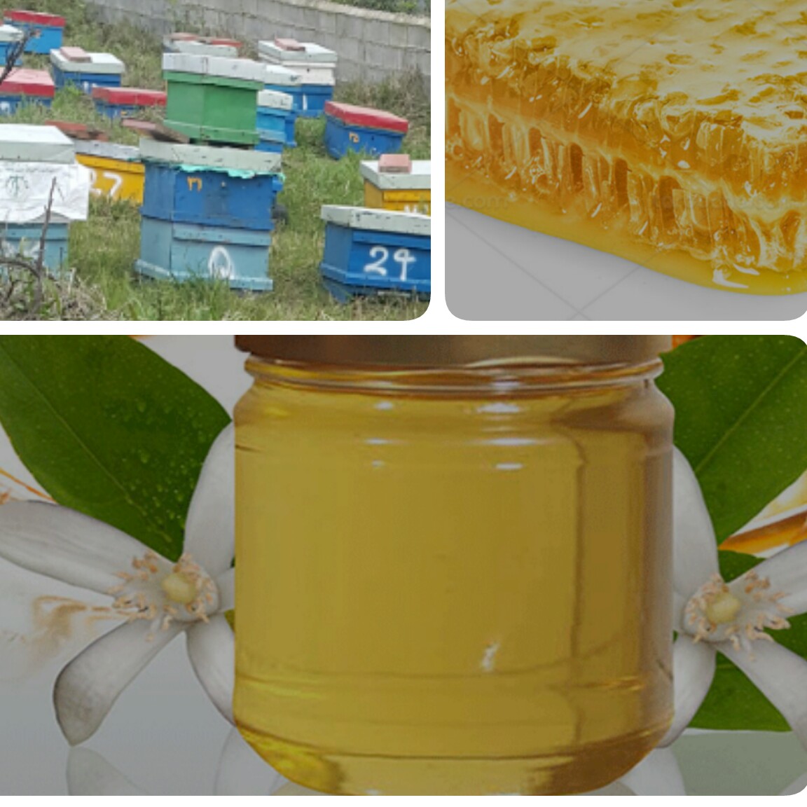 عسل 2کیلویی صد درصد طبیعی تازه برداشت بهار نارنج از باغات بهارنارنج استان مازندران