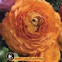 بذر آنمون Magic سینجنتا