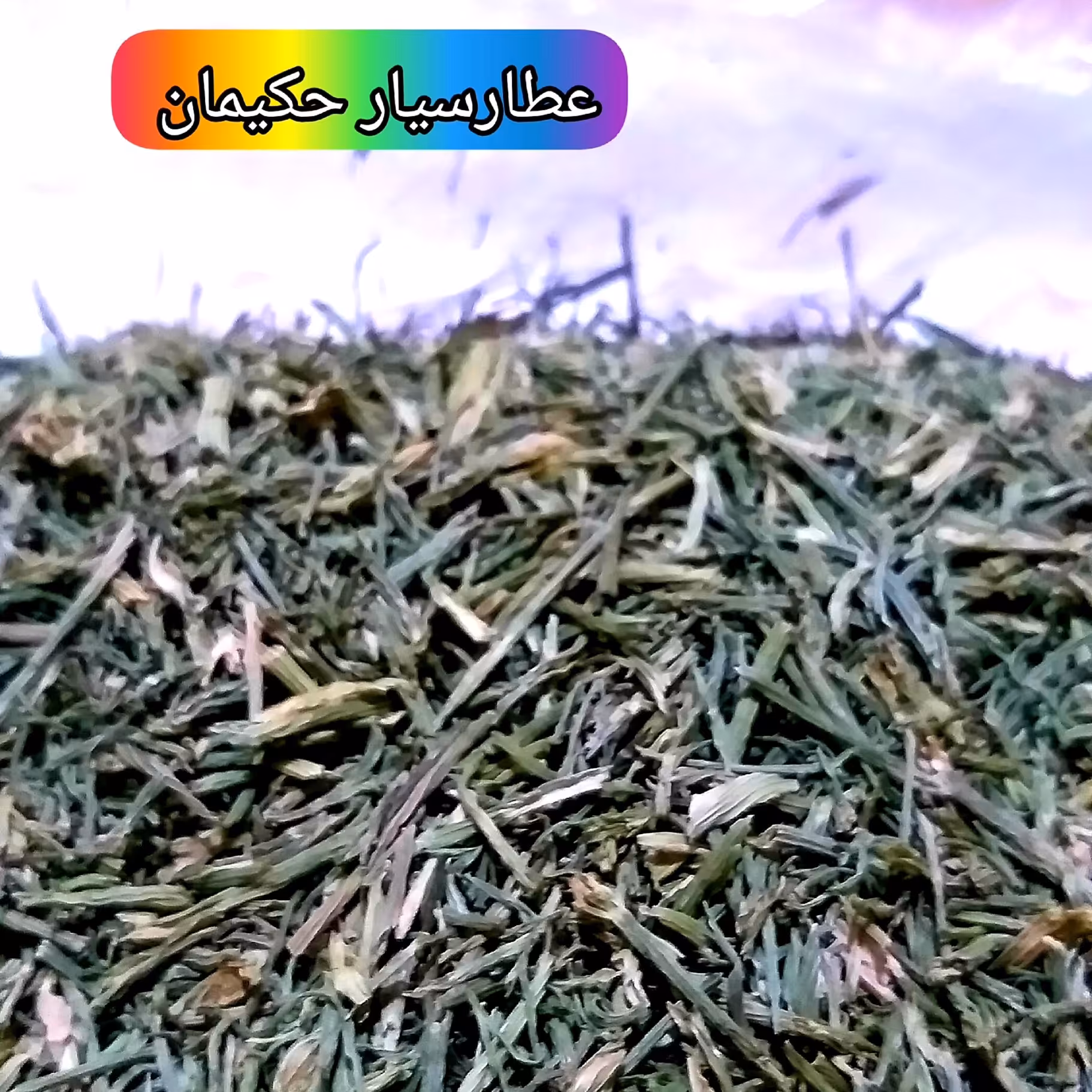 گیاه شوید کوهی (200 گرمی )