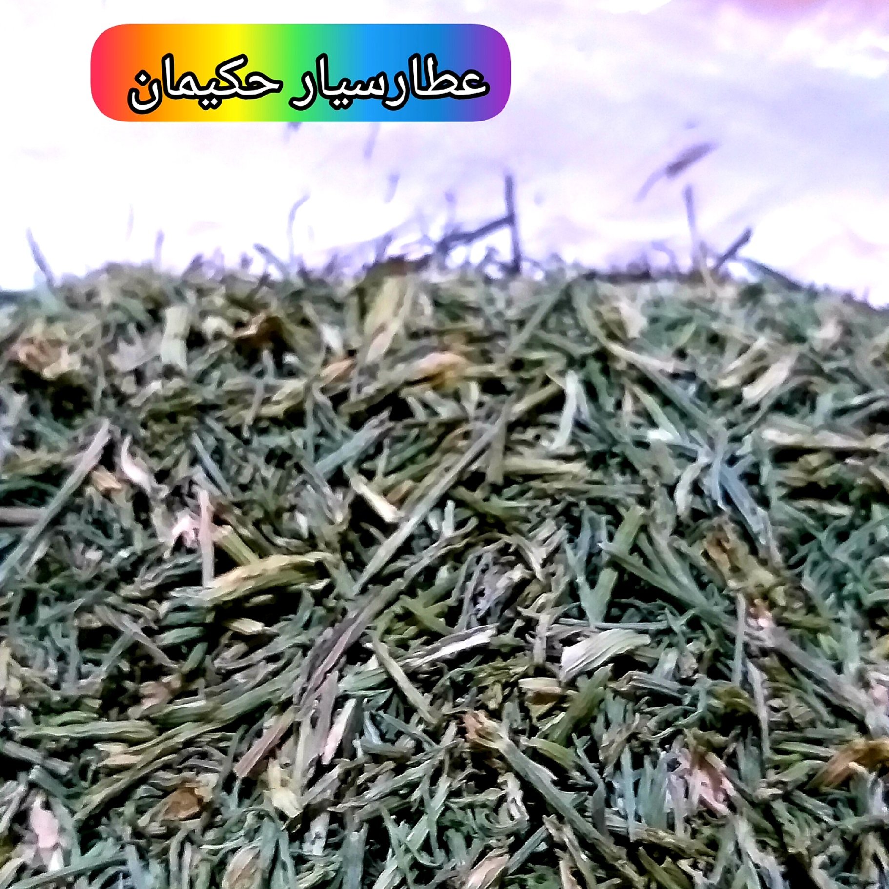 گیاه شوید کوهی (200 گرمی )