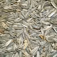 تخمه آفتابگردان شور 250 گرمی