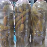 خیارشور ارگانیک خانگی با سرکه انگور خونگی تازه گرفته شده  خیار ریز 