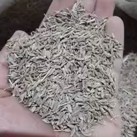 زیره سبز(کرابیه) 8کیلویی