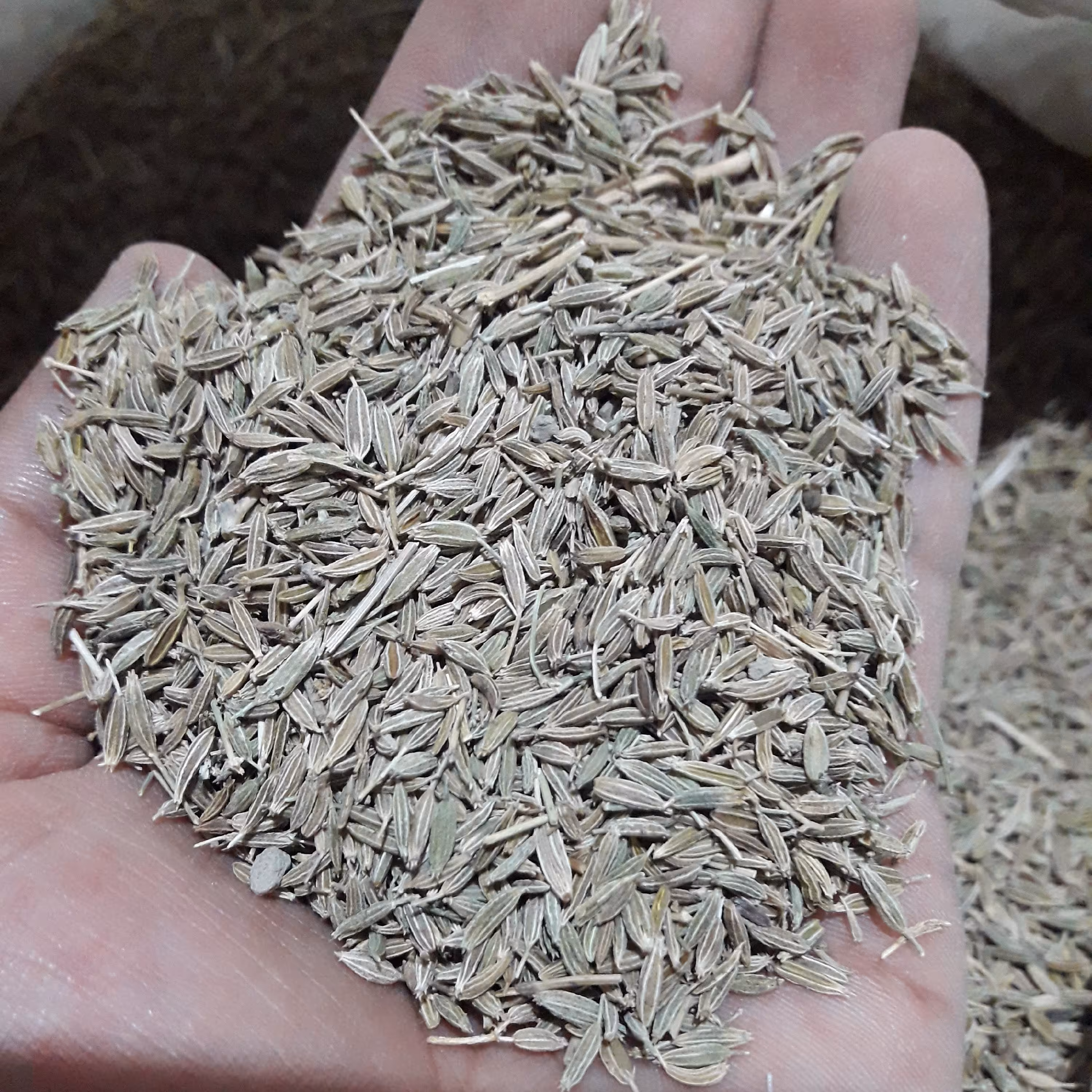 زیره سبز(کرابیه) 8کیلویی