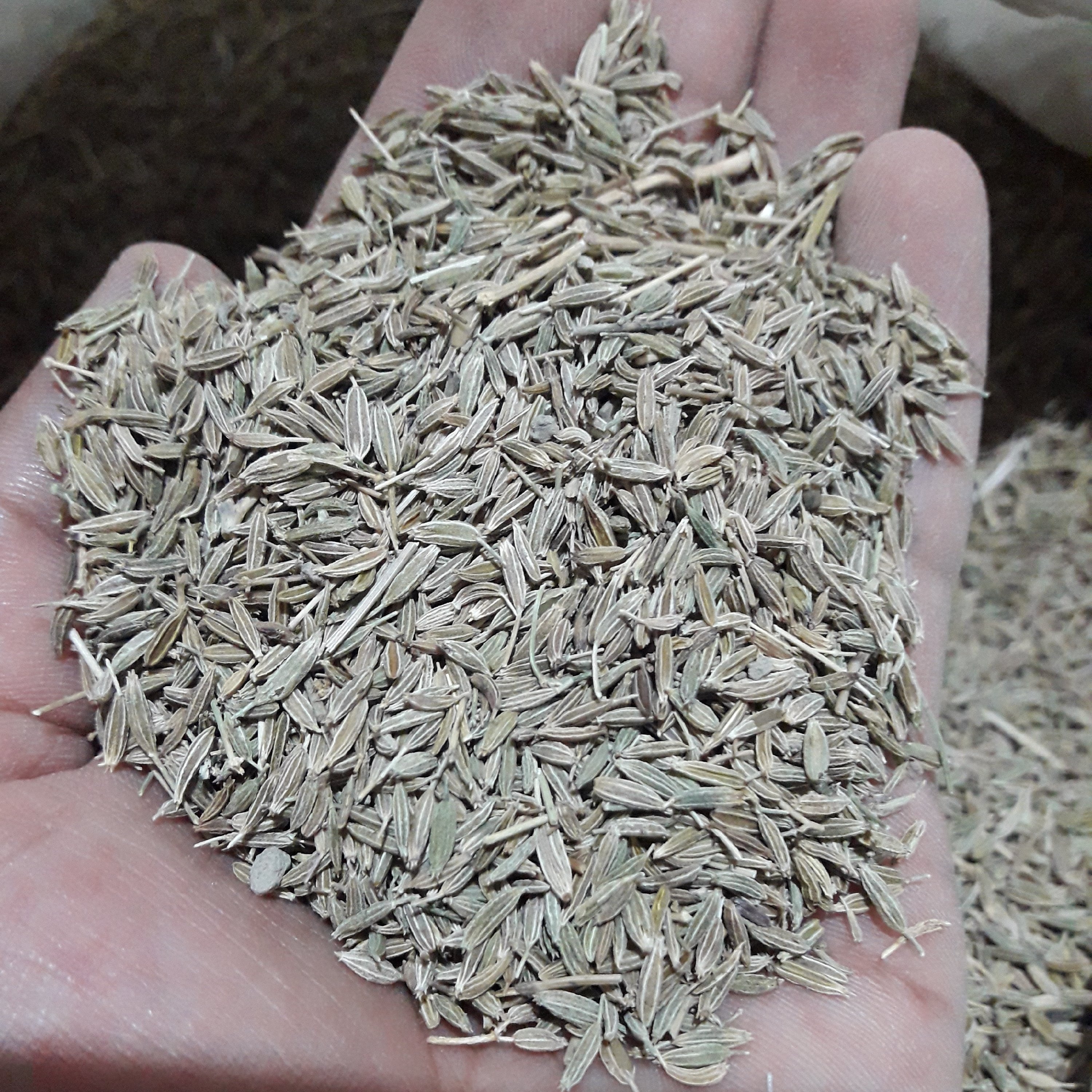 زیره سبز(کرابیه) 8کیلویی