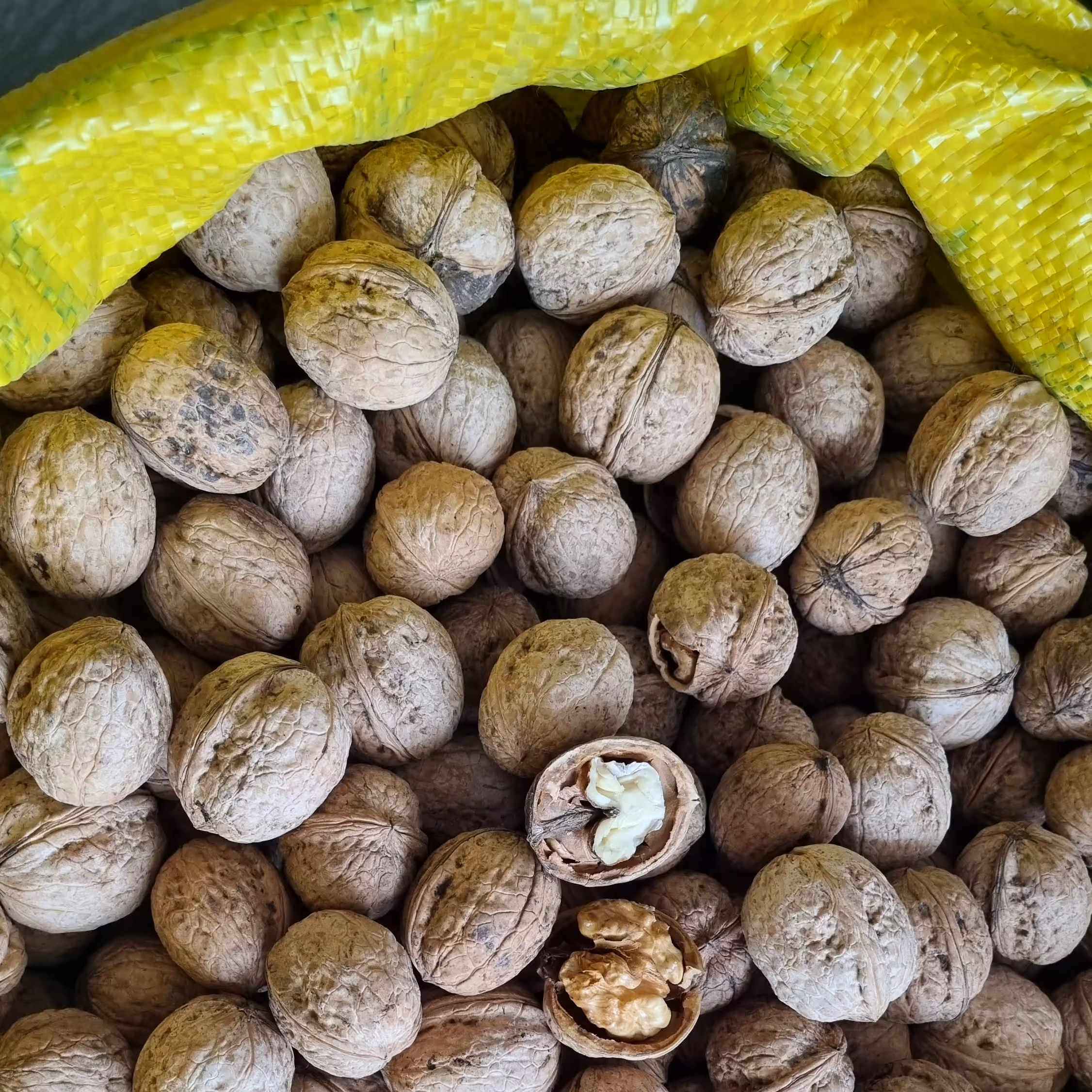 گردو  امساله پر چرب و خوشمزه خراسان شمالی فاروج قلعه صفا(یک کیلویی)