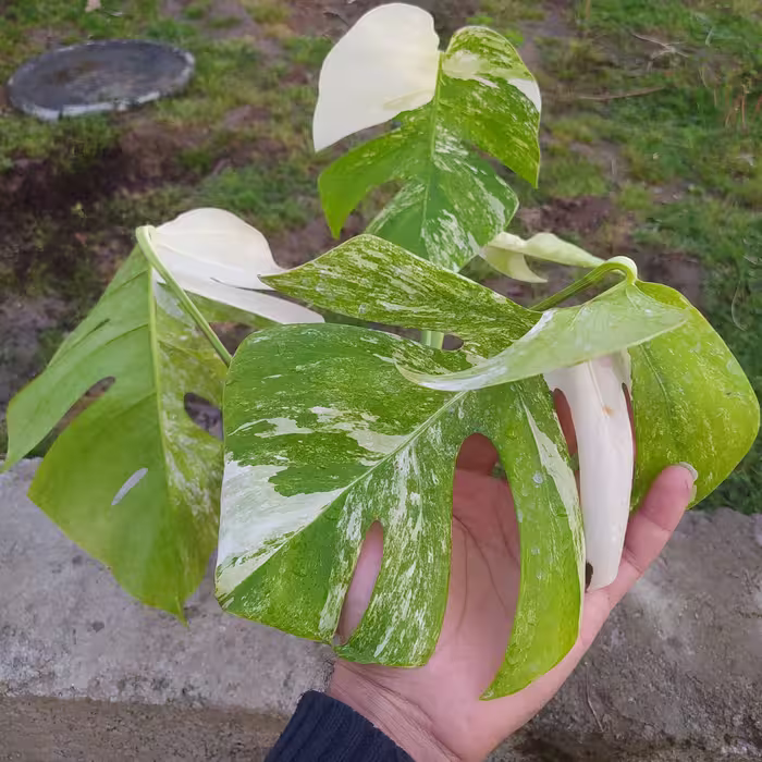 پنجه شیری ابلق(سرقلم)(خریدار محترم هزینه بصورت پس کرایس و با باربری و تیپاکس ارسال میشه باوقت متن مطالعه بشه باتشکر)