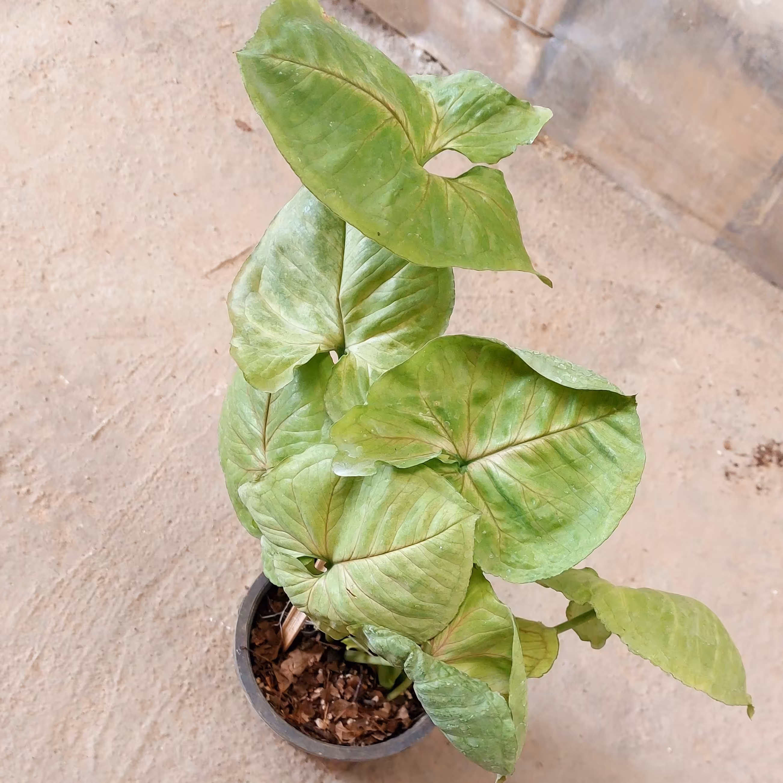 سینگینیوم لیمویی آپارتمانی(بهمراه کود تقویتی)(پس کرایه)