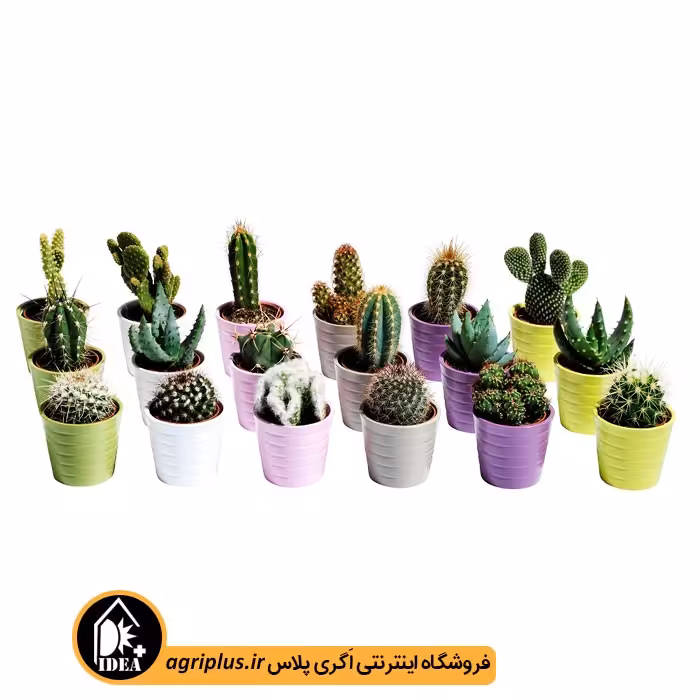 بذر کاکتوس بسته بندی خانگی
