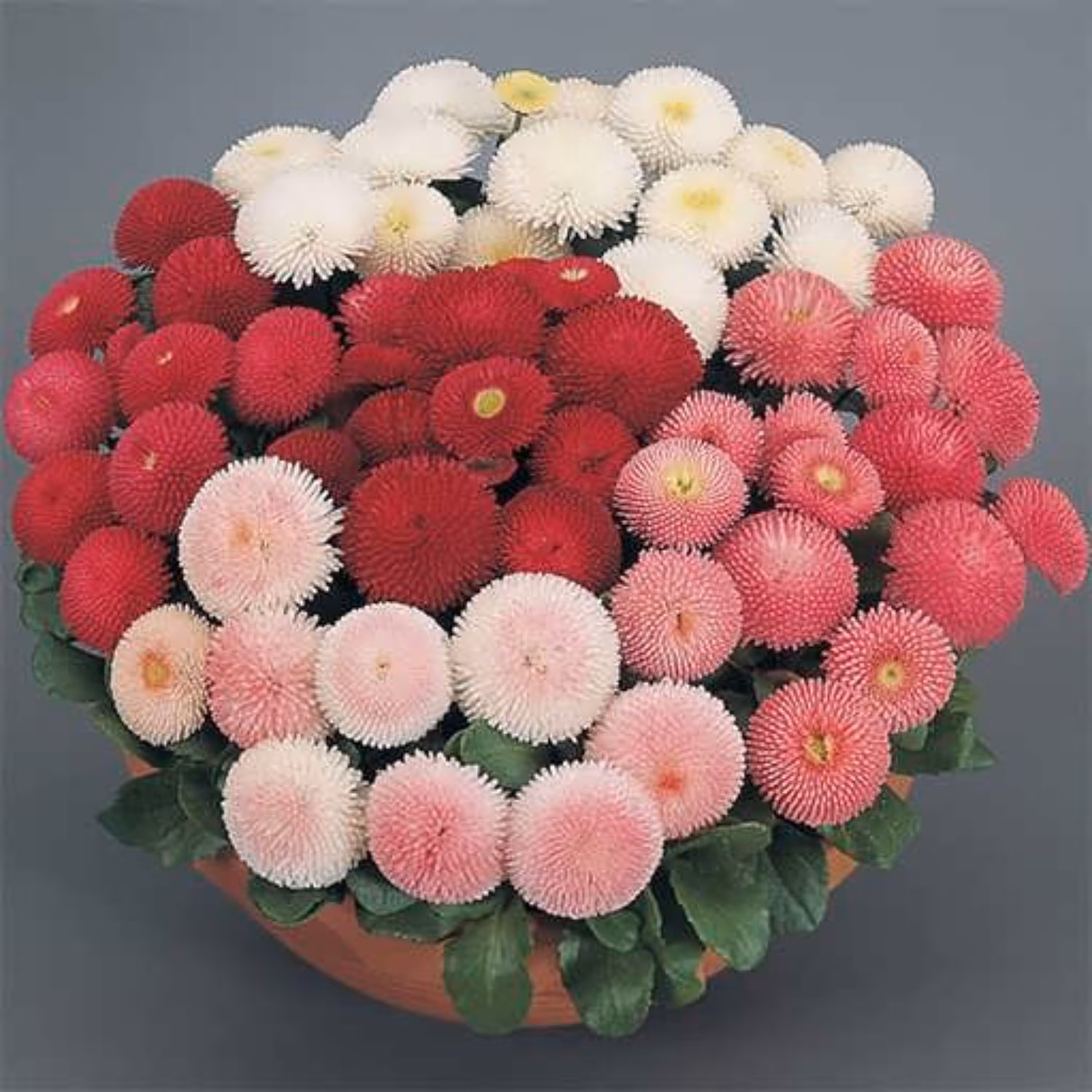 بذر گل مینا دسته گلی الوان 1 گرمی