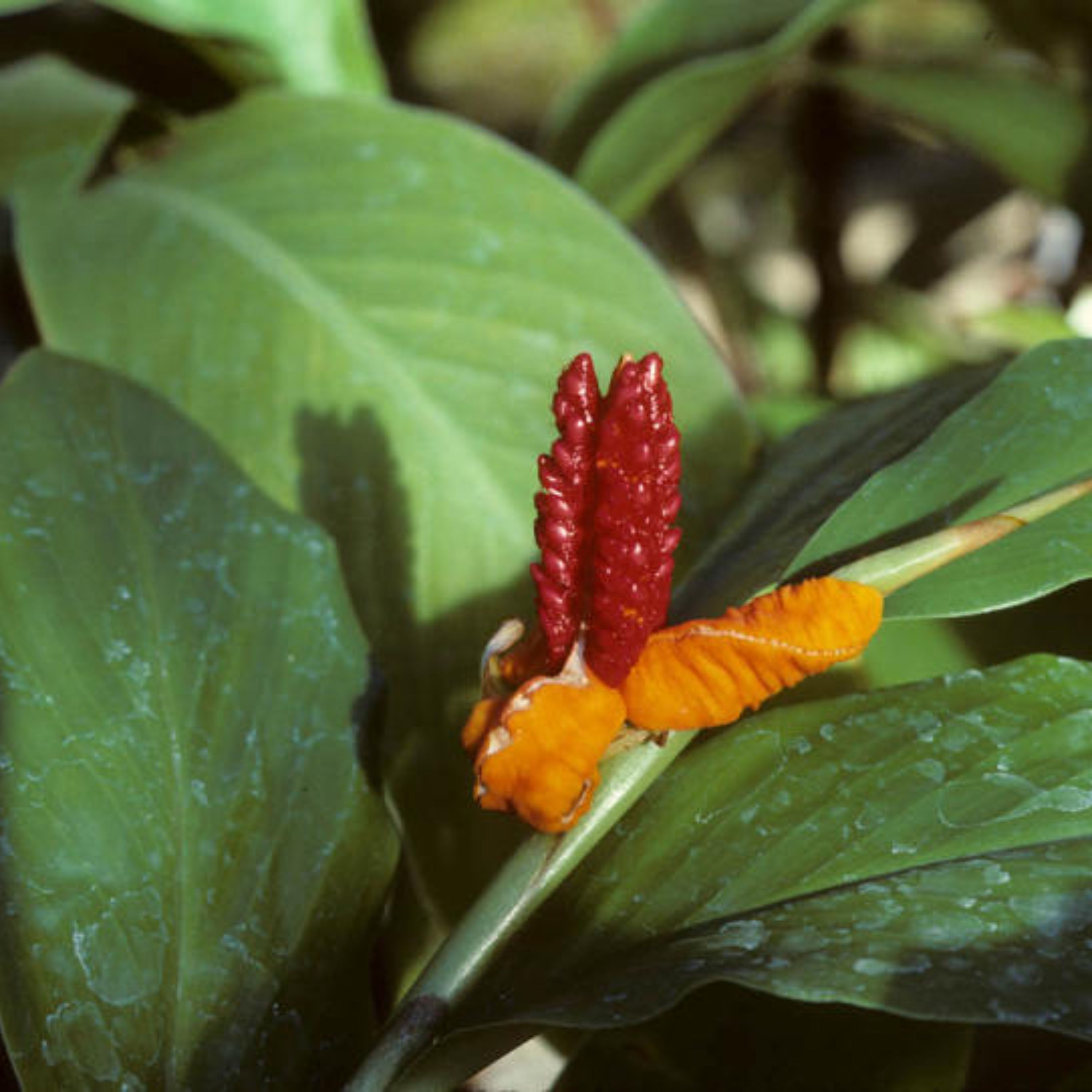 روغن خولنجان اصل 50 سی.سی