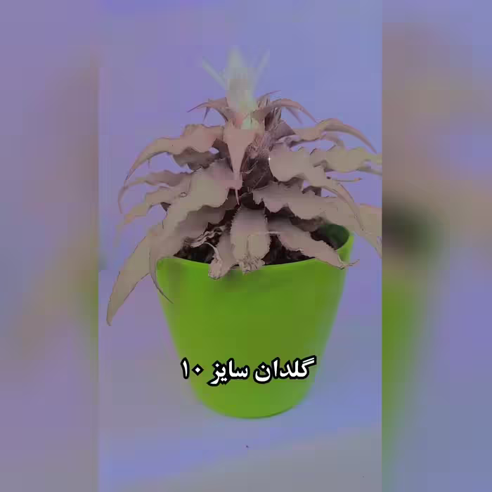 گل کریپتانتوس همراه با گلدان پلاستیکی سبز 