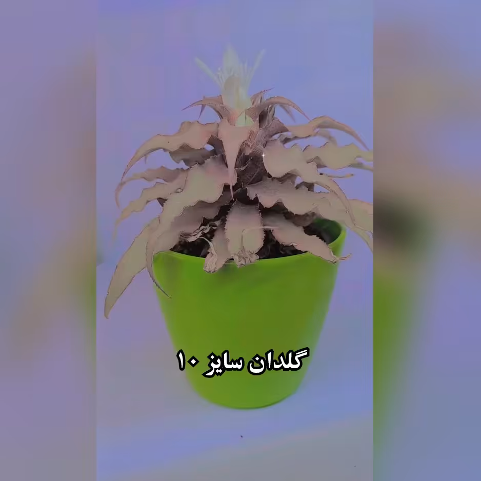 گل کریپتانتوس همراه با گلدان پلاستیکی سبز 