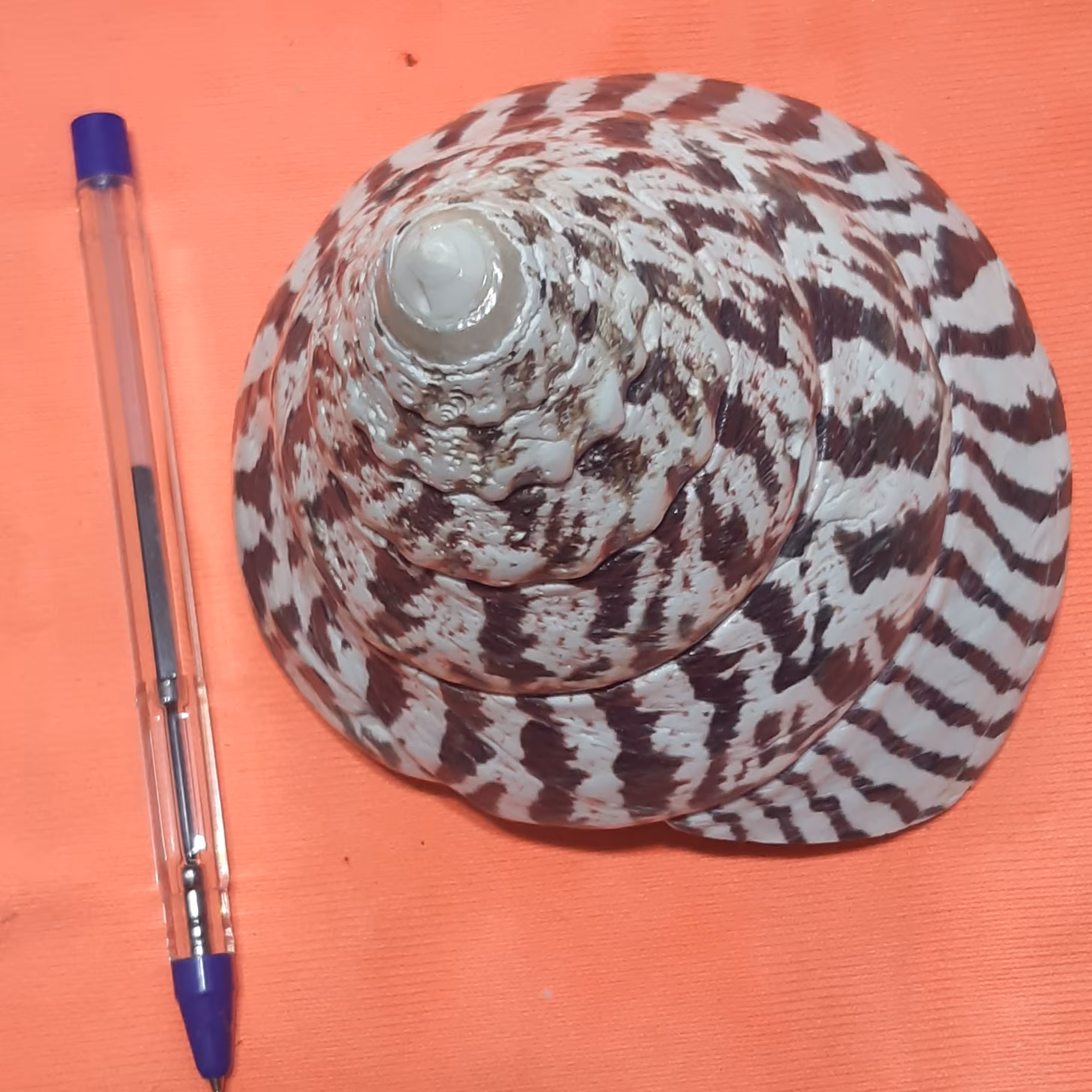 صدف هرمی راه راه