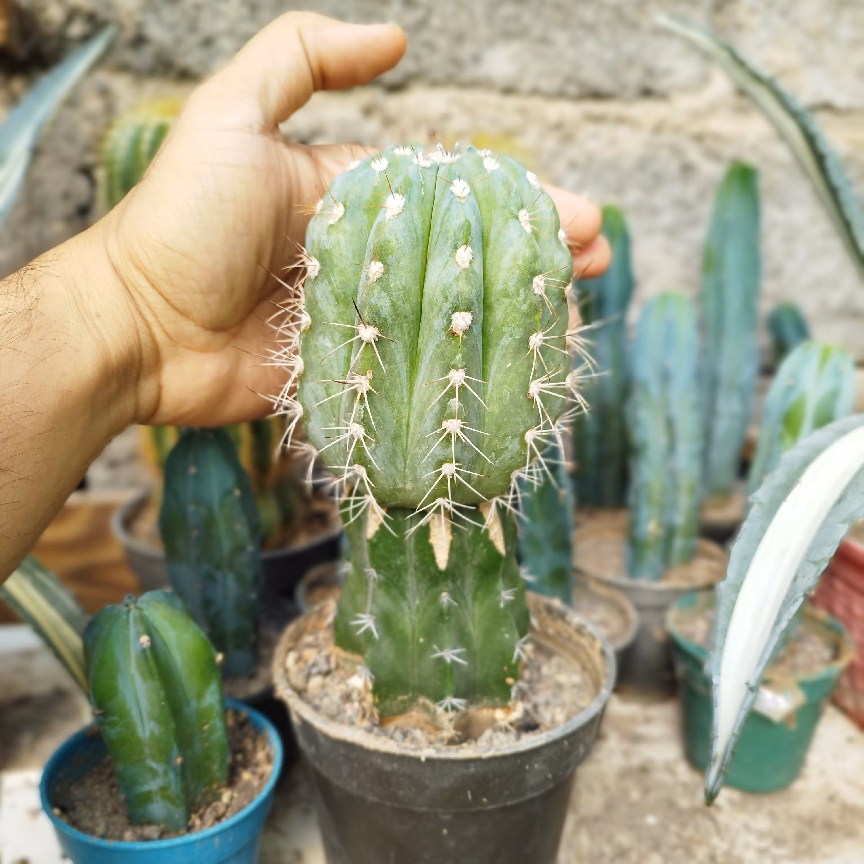 کاکتوس ملو آبی پیوندی روی پایه نقره ای بسیار درشت