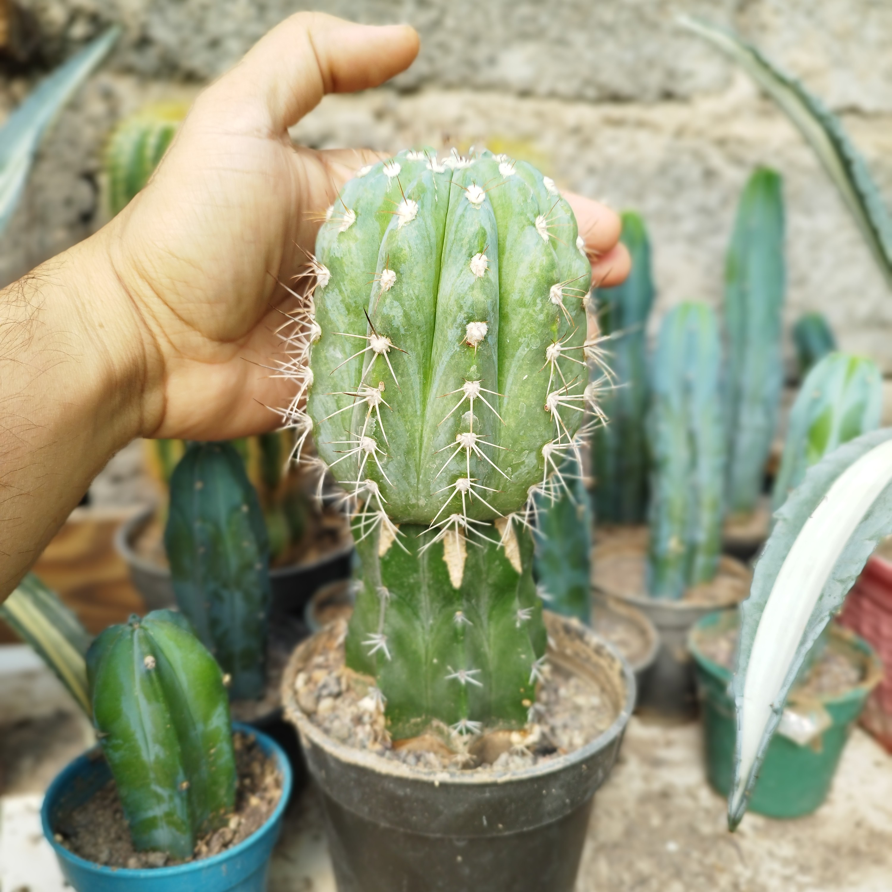 کاکتوس ملو آبی پیوندی روی پایه نقره ای بسیار درشت
