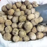 گردو کوهی پرچرب عالی یکدست  چهارگل چهارمحال وبختیاری( 1000گرمی) ارگانیک