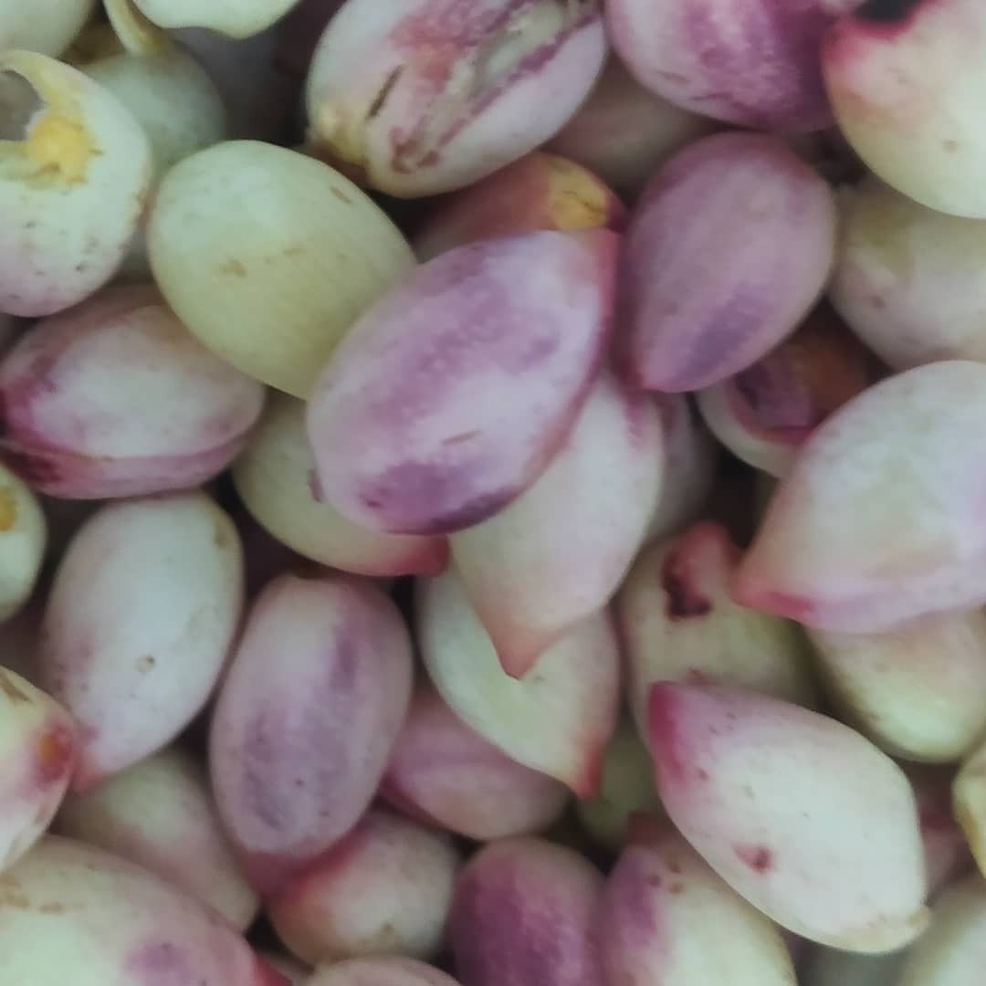 پسته تازه تر