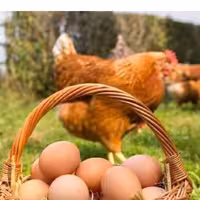 تخم مرغ محلی  