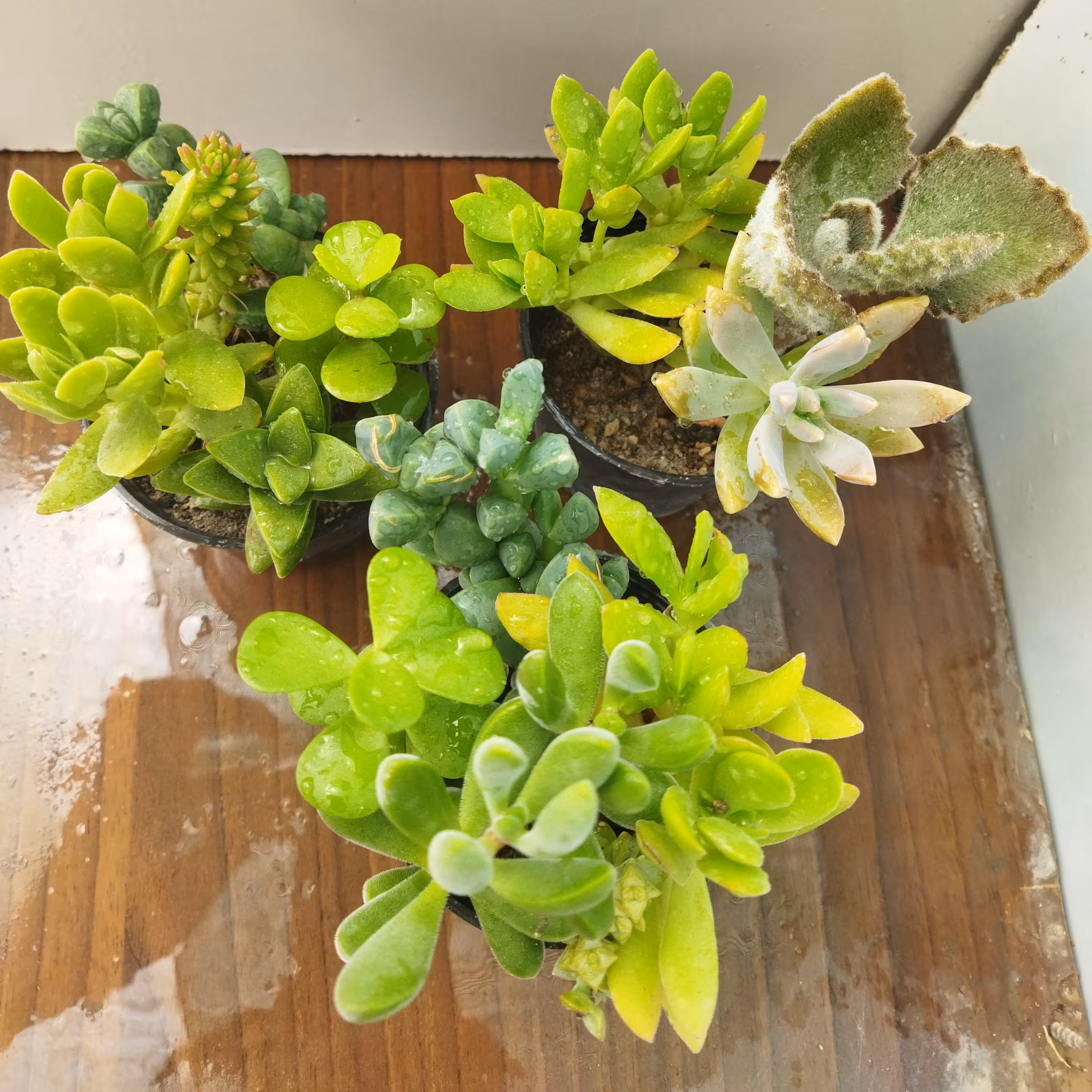 ساکولنت مخلوط گلدان 10 (باربری پس کرایه)