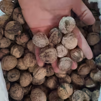 گردو ارگانیک( 10کیلو) کیفیت عالی مستقیم از کشاورز 