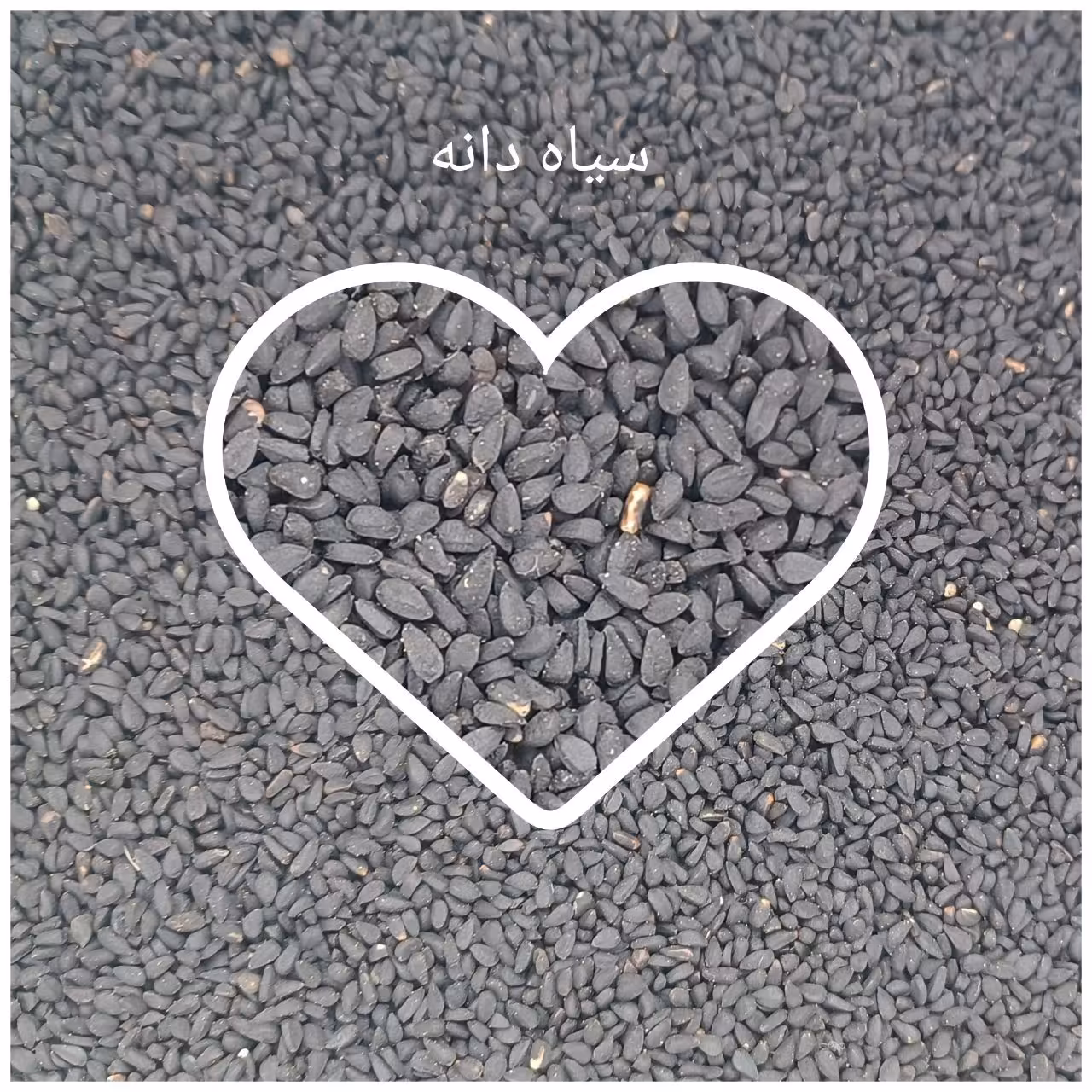 سیاه دانه.