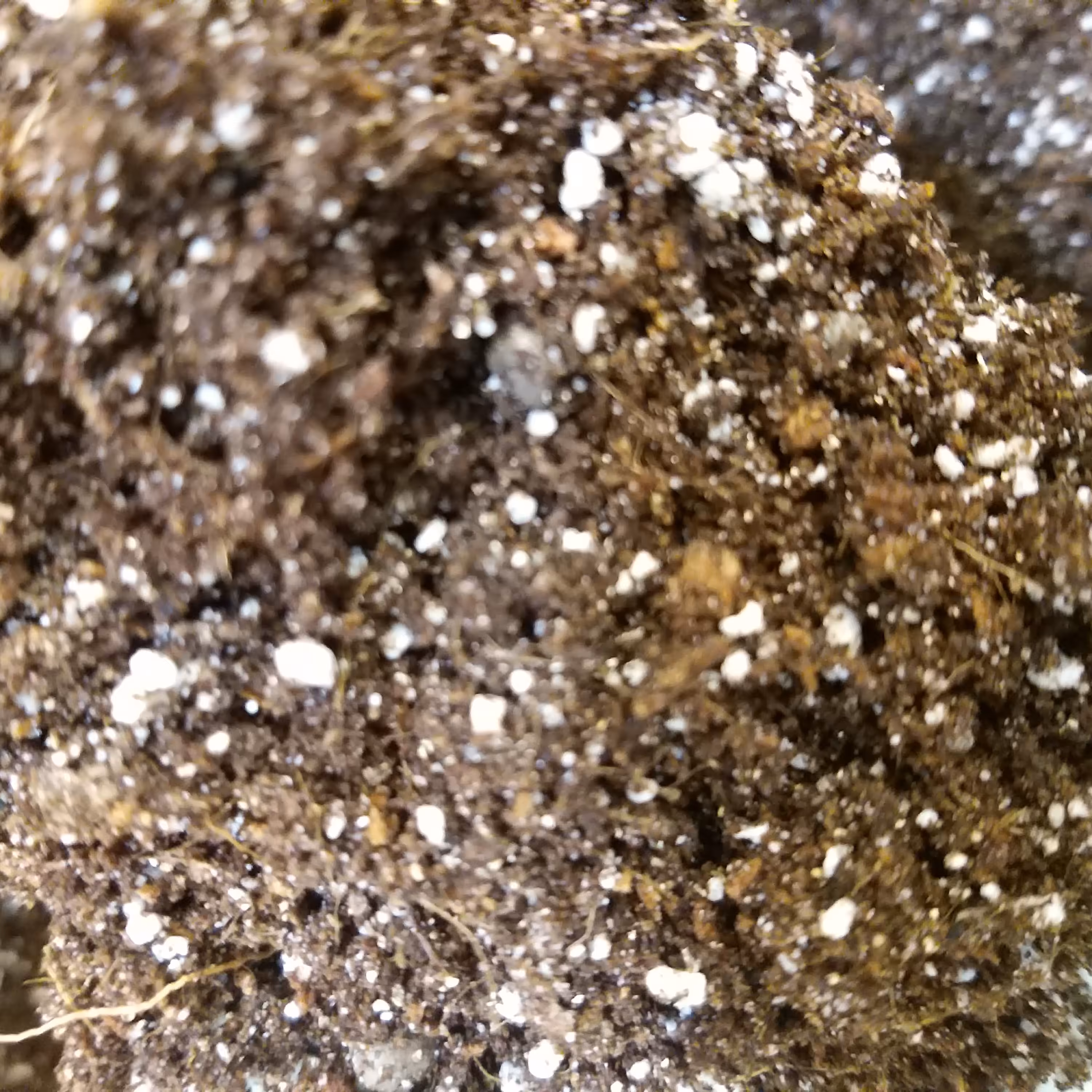 خاک قلمه بسته یک  لیتری ارسال به سراسر کشور 