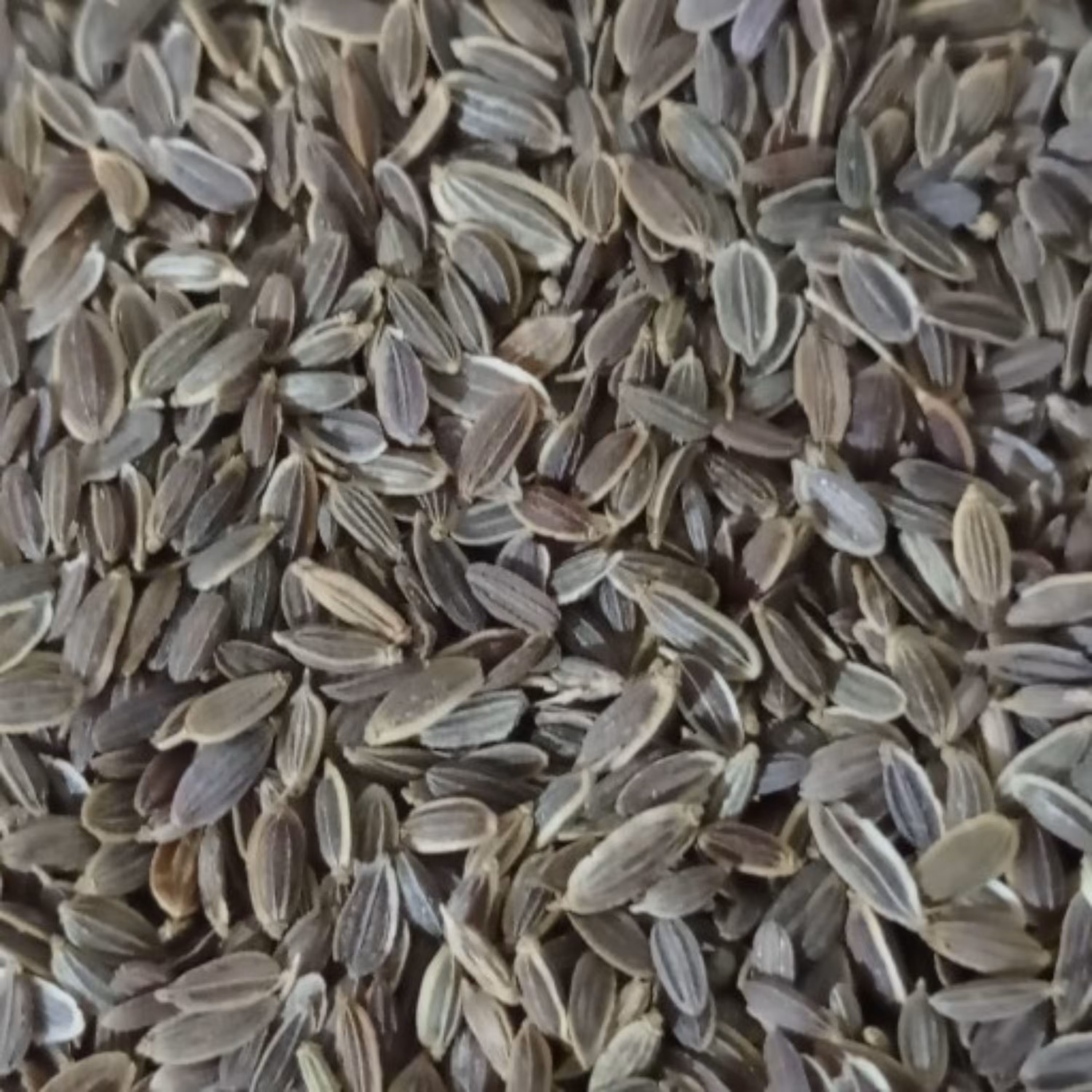 تخم شوید سورت شده صادراتی 100 گرم