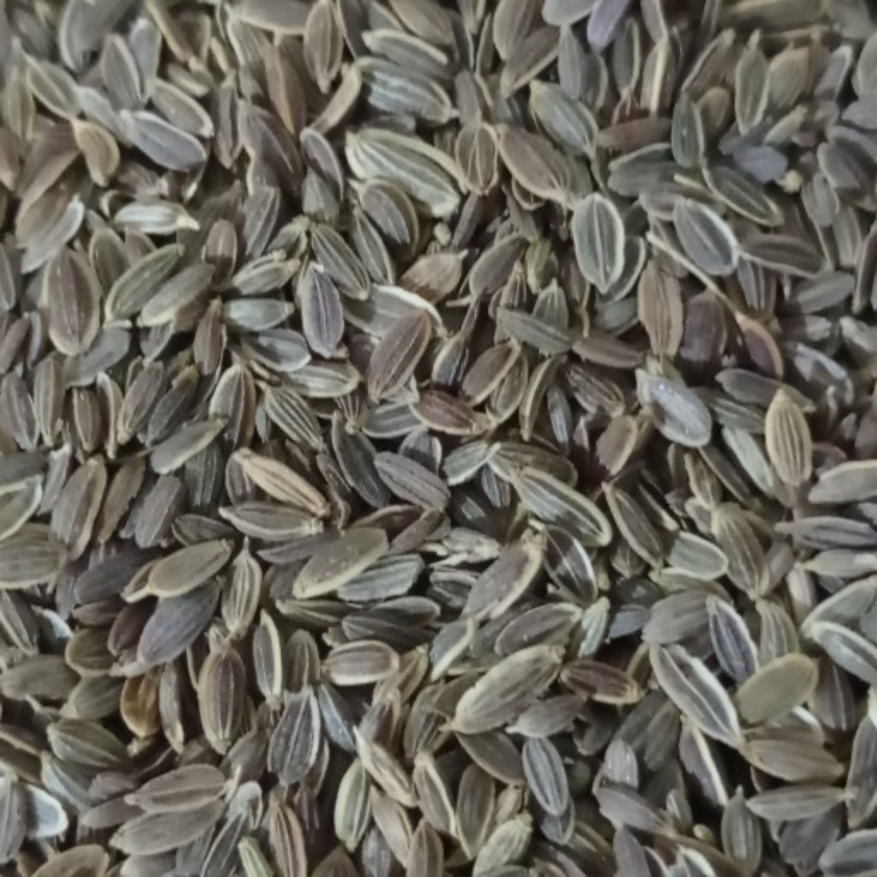 تخم شوید سورت شده صادراتی 100 گرم