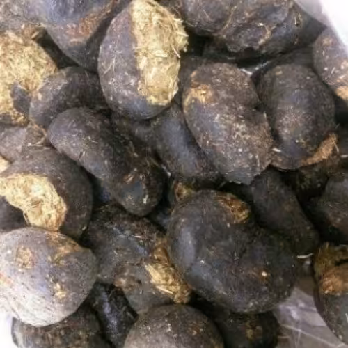 عنبر نسا اعلا قیمت مناسب و کیفیت خوب