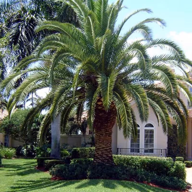 5 عدد بذر نخل جزایر قناری - Canary Island Date Palm