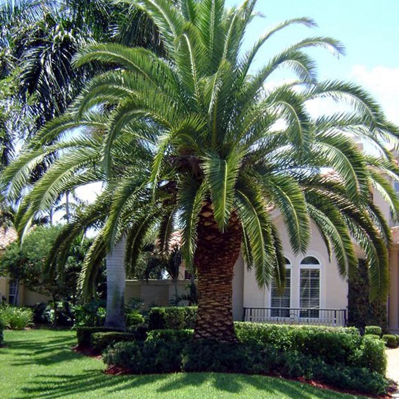 5 عدد بذر نخل جزایر قناری - Canary Island Date Palm