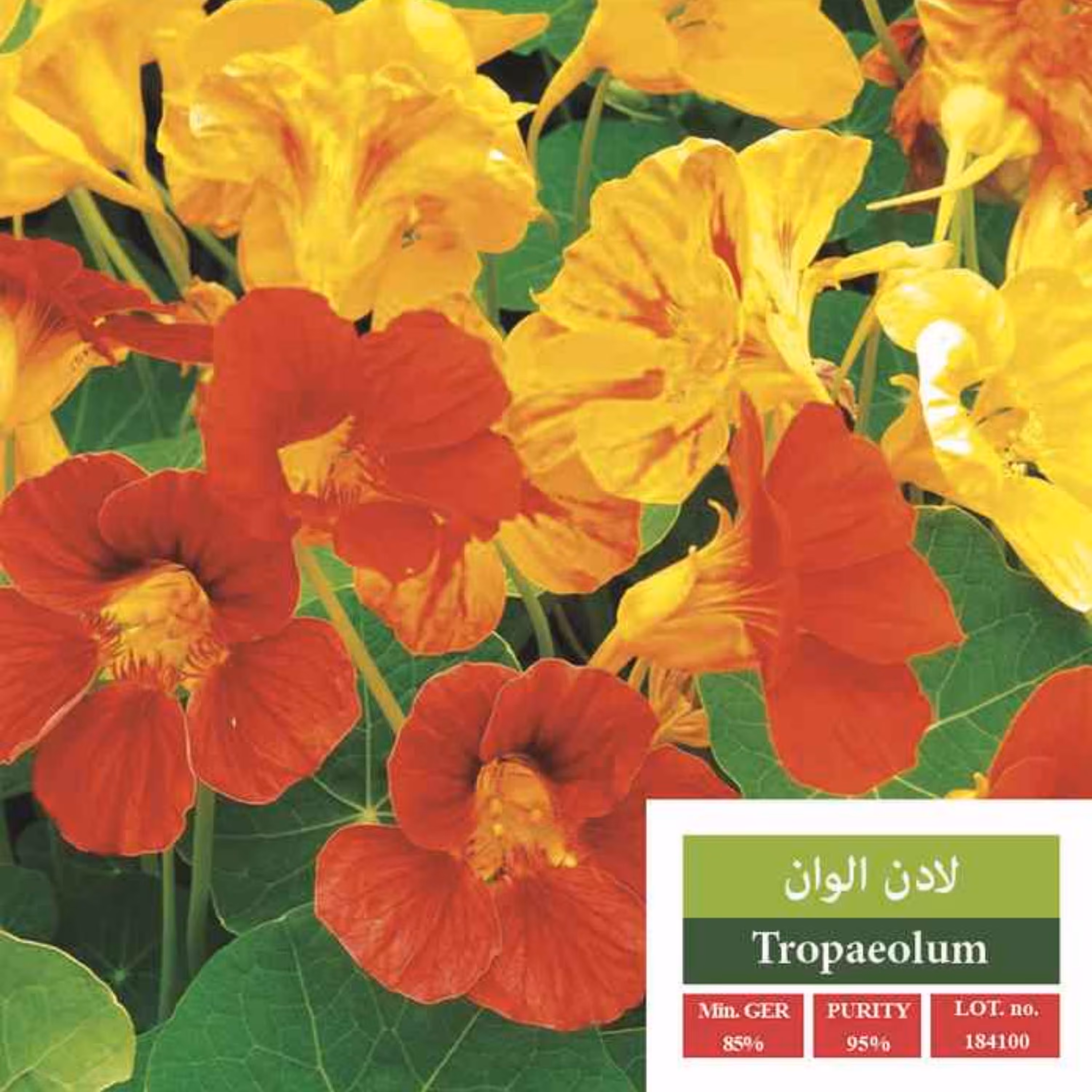 بذر گل لادن الوان بذر طلایی رویان 