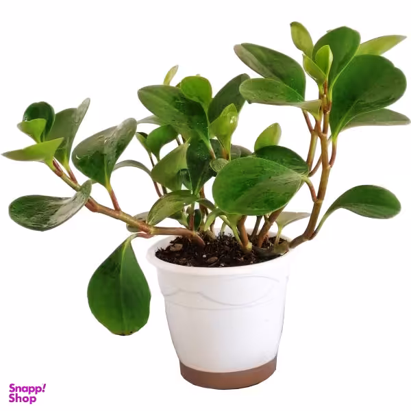 گیاه طبیعی قاشقی کد 510