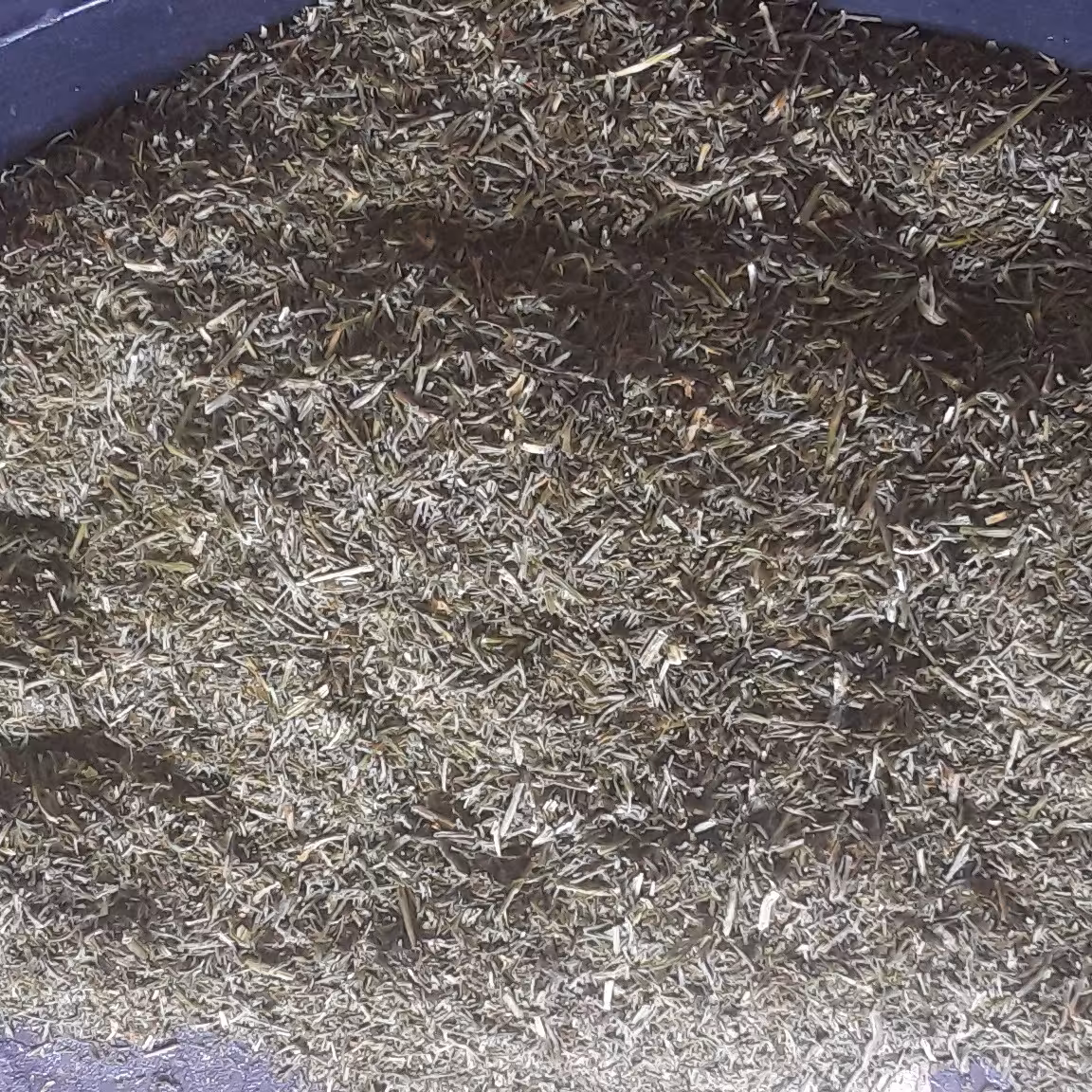 شوید خشک حاصل تازه 