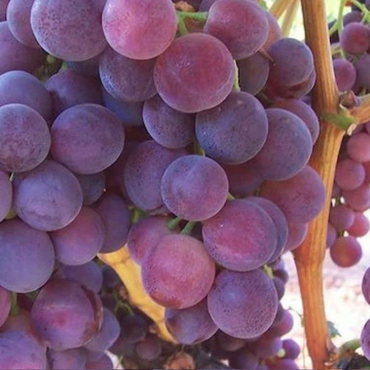 نهال انگور کاردینال پنج ساله