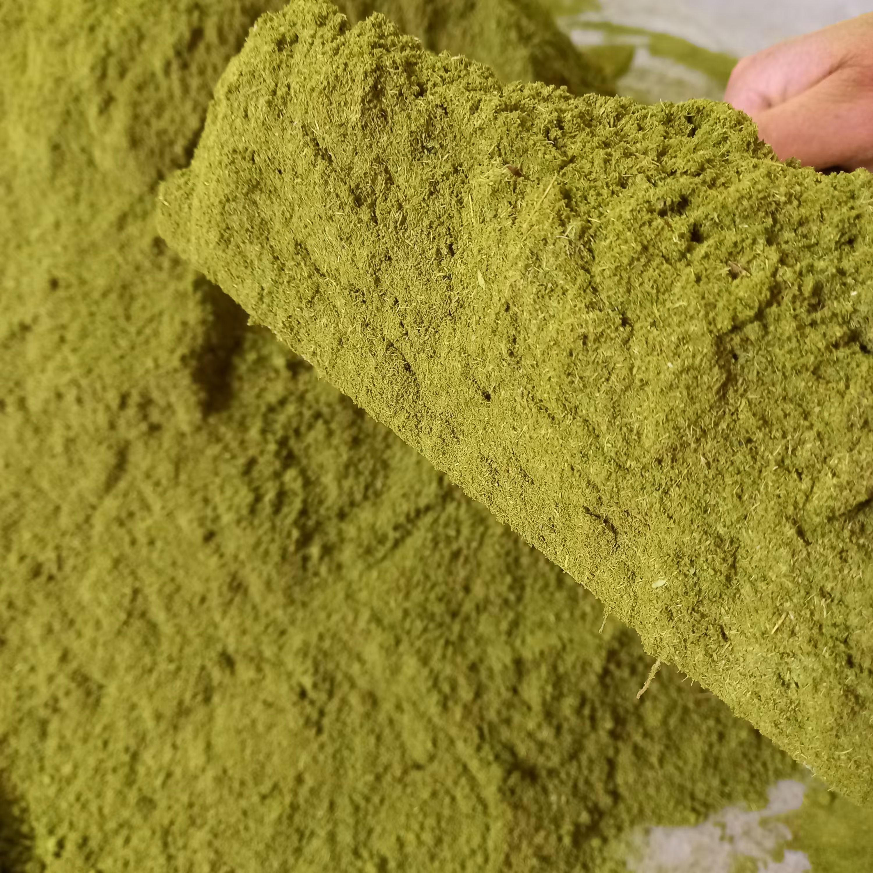 پودر آویشن کوهی 50 گرمی   خوش رنگ پر خاصیت 