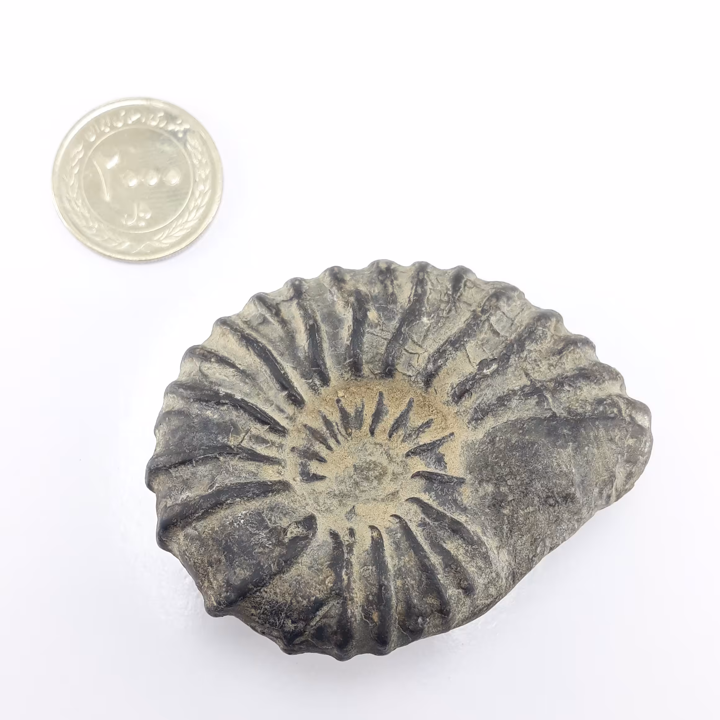 فسیل آمونیت کامل به ضمانت معدنی و طبیعی 