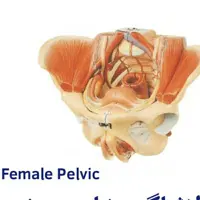 مولاژ لگن خاصره زن 