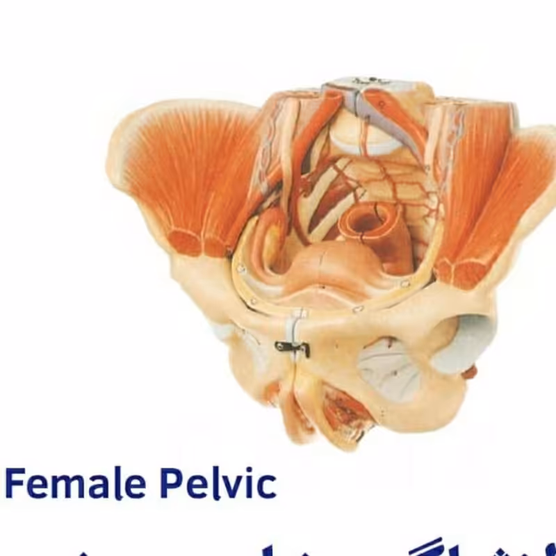 مولاژ لگن خاصره زن 