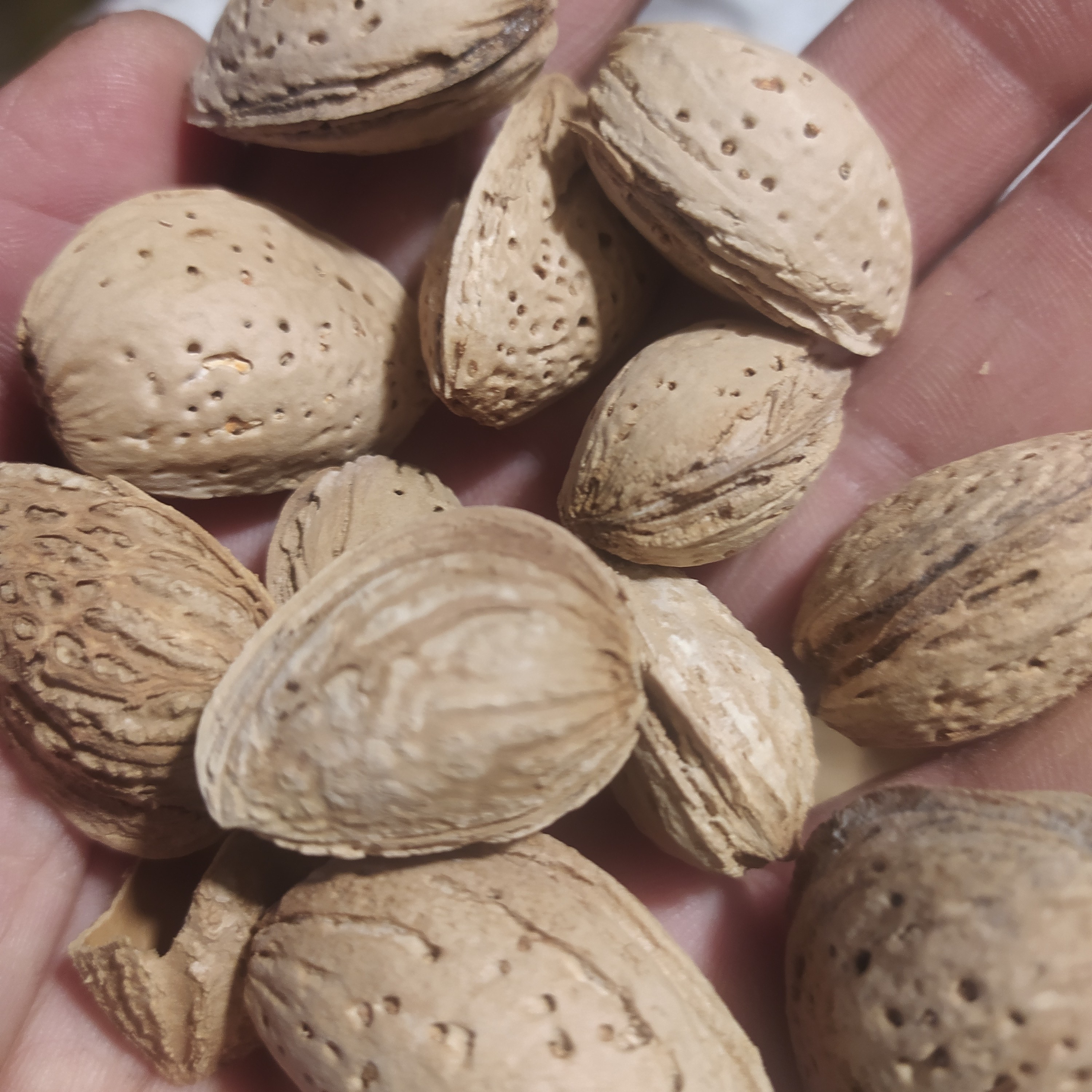 بادام سنگی محلی پر چرب و خوش طعم